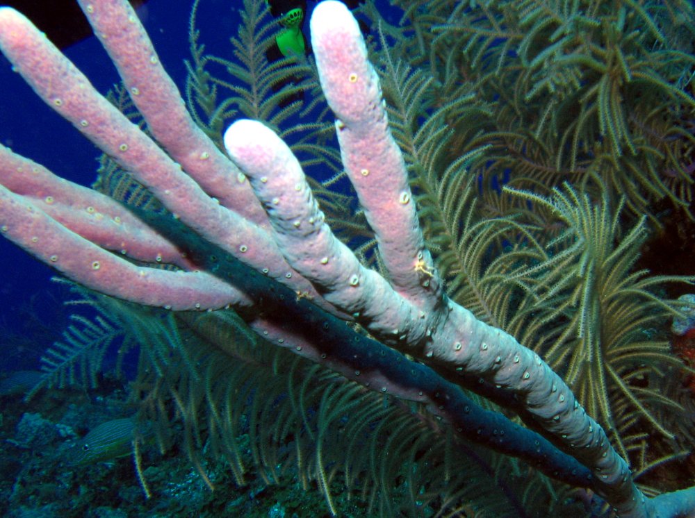 Row Pore Rope Sponge - Aplysina cauliformis