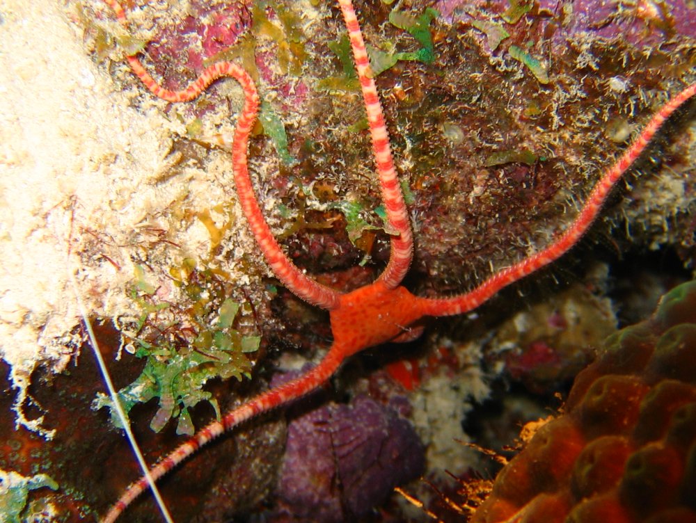 Ruby Brittle Star - Ophioderma rubicundum