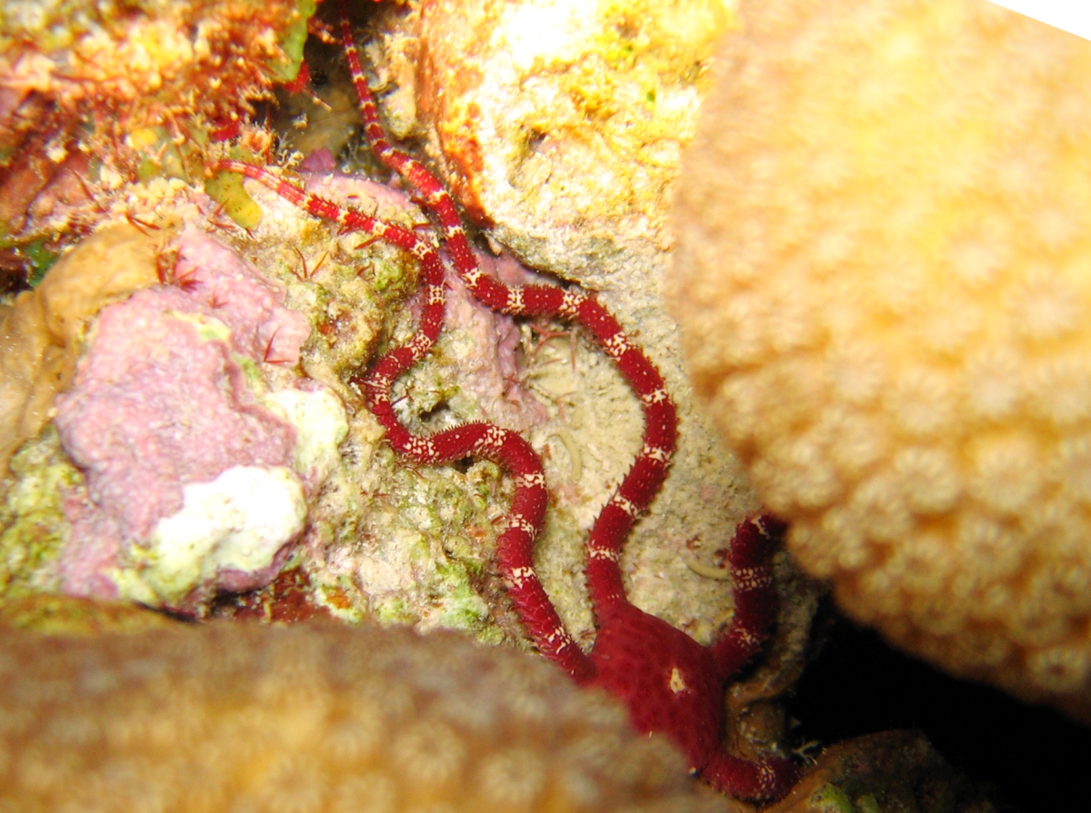 Ruby Brittle Star - Ophioderma rubicundum