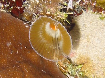 Ruffled Feather Duster - Hypsicomus sp.