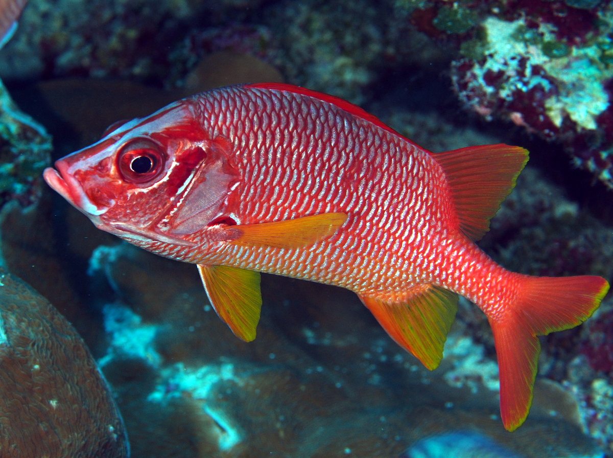 Sabre Squirrelfish - Sargocentron spiniferum