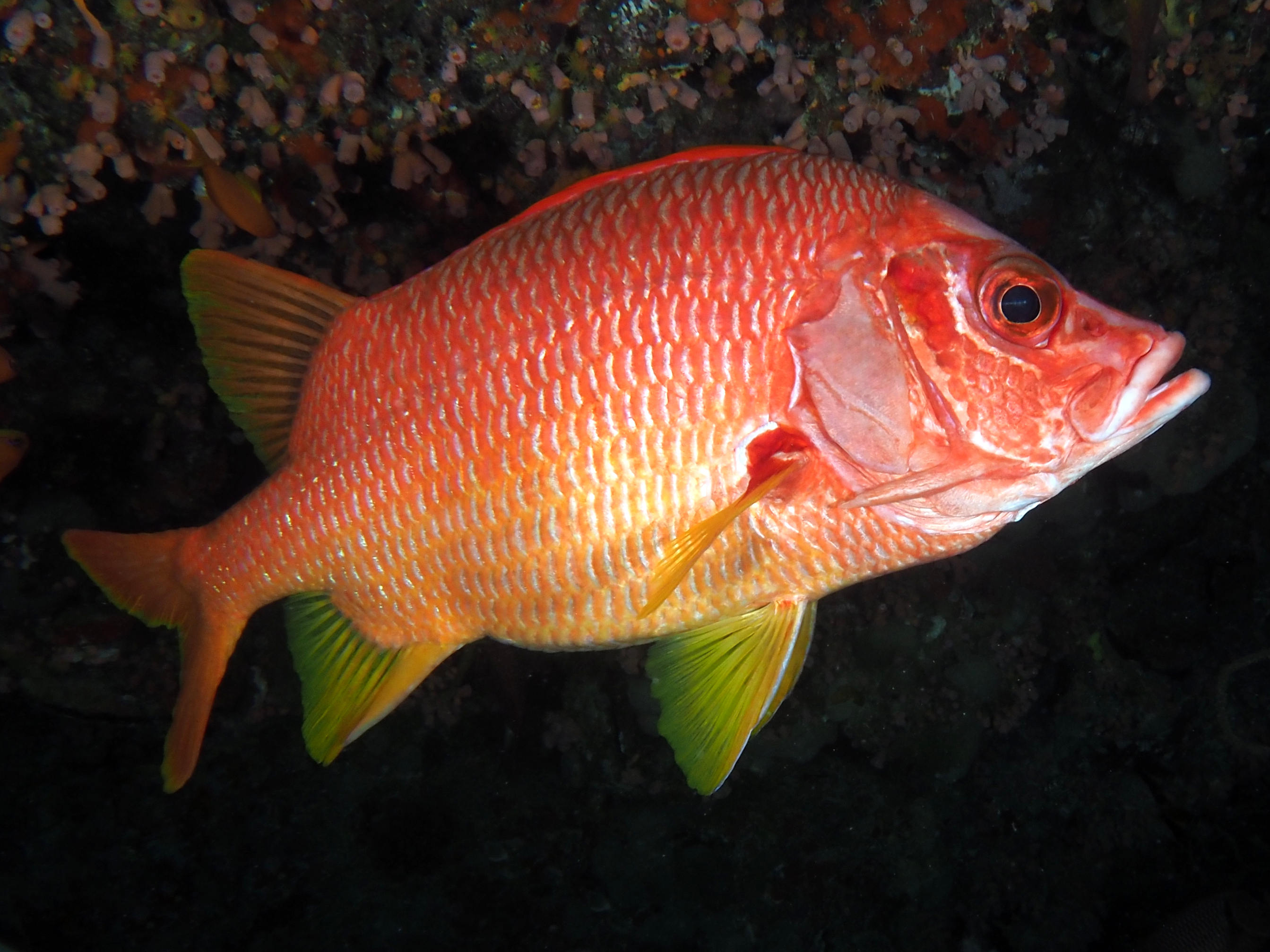 Sabre Squirrelfish - Sargocentron spiniferum