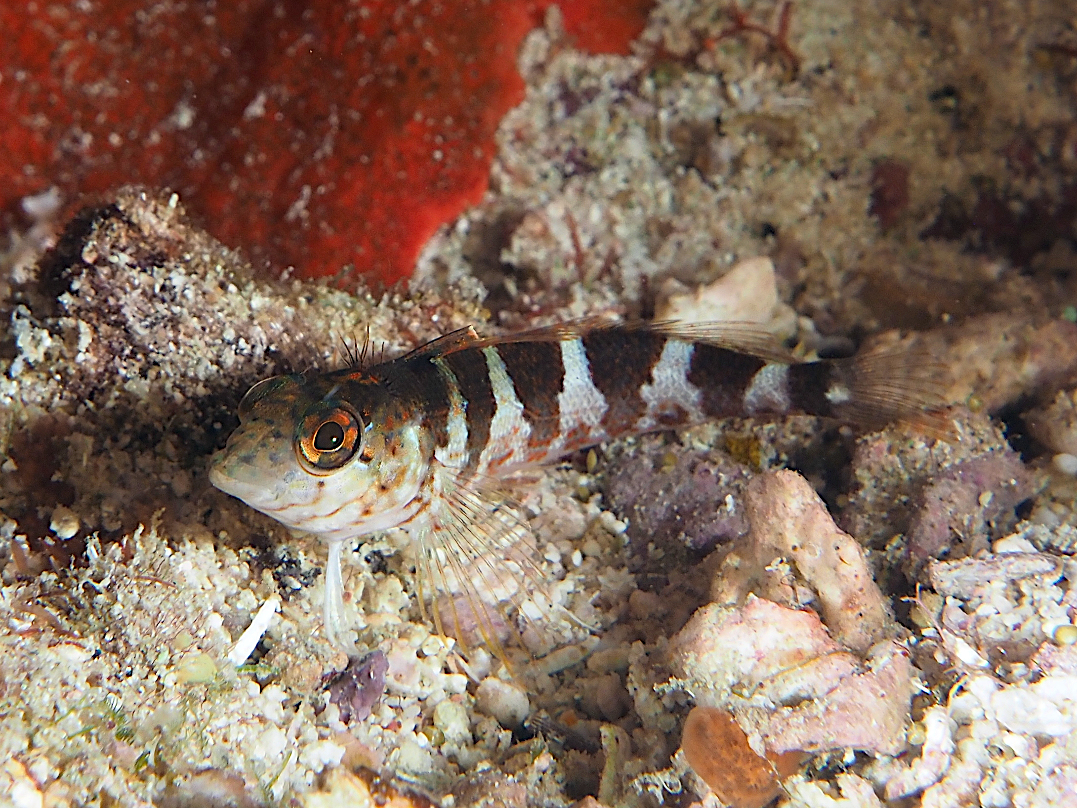 Saddled Blenny - Malacoctenus triangulatus