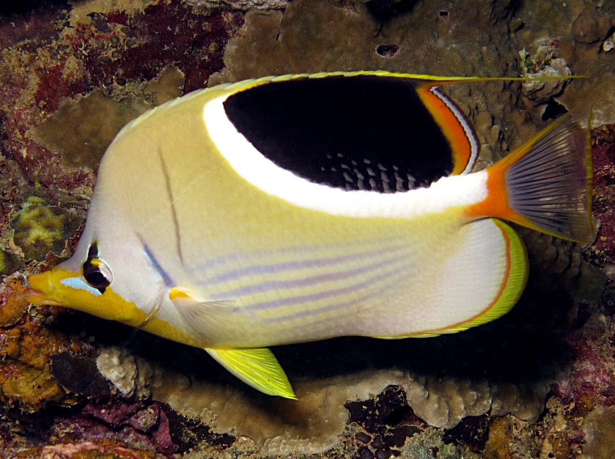 Saddled Butterflyfish - Chaetodon ephippium