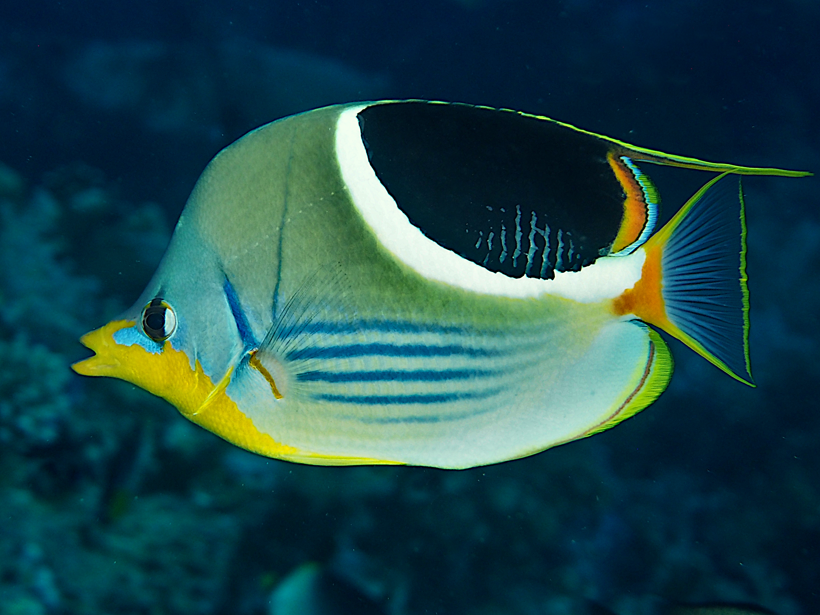 Saddled Butterflyfish - Chaetodon ephippium