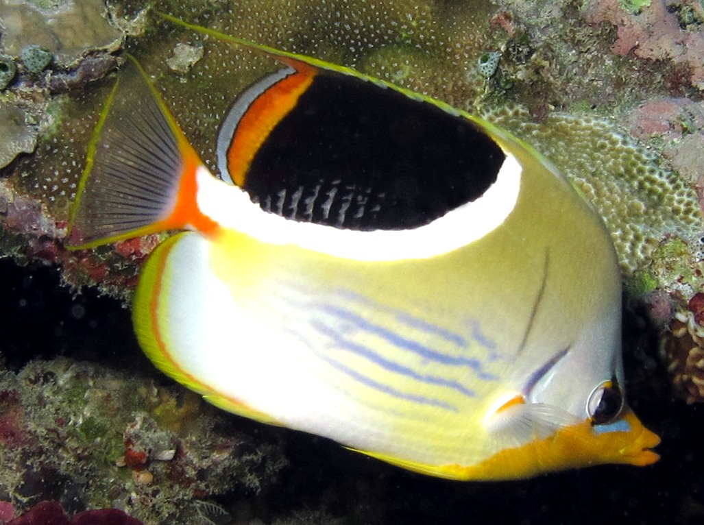 Saddled Butterflyfish - Chaetodon ephippium