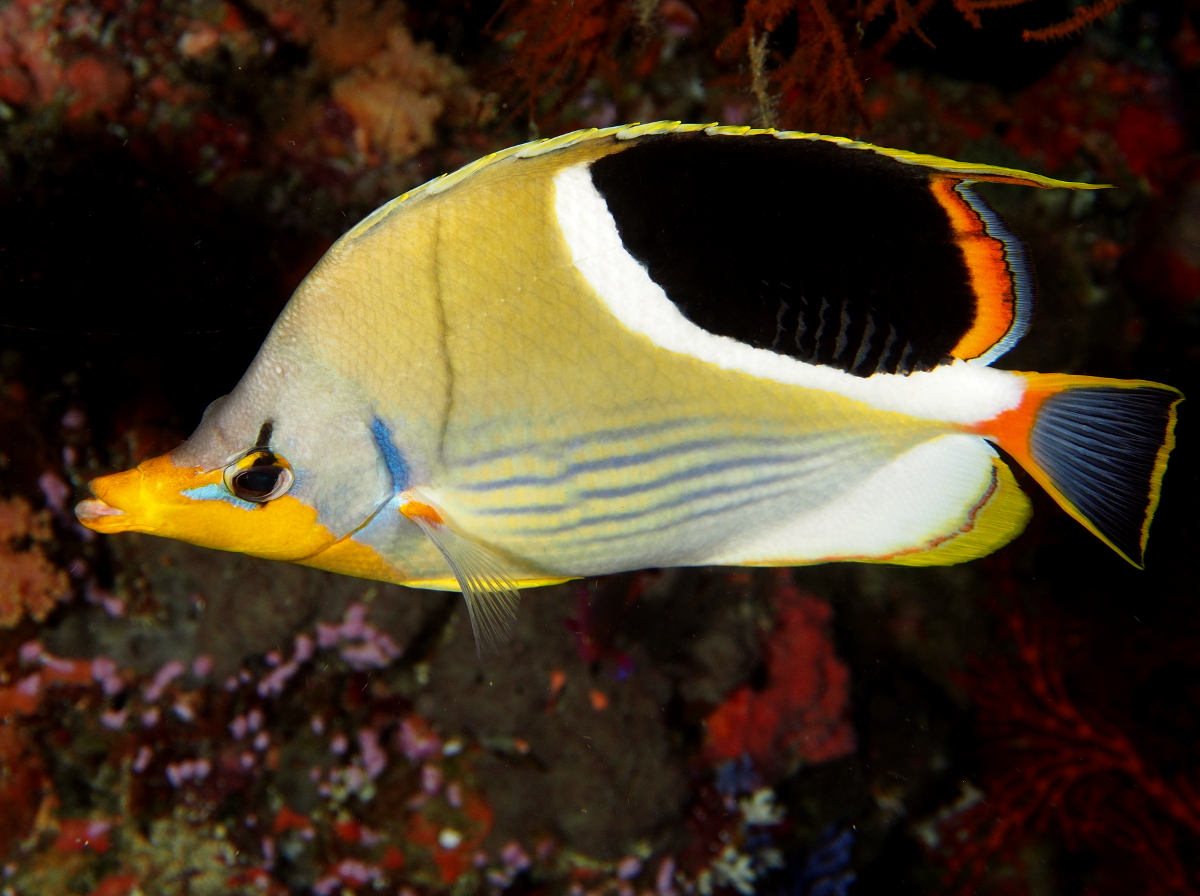 Saddled Butterflyfish - Chaetodon ephippium