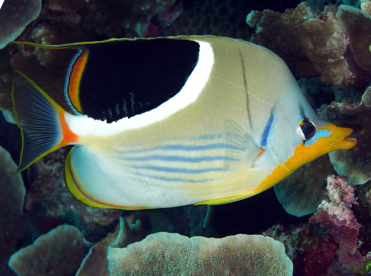 Saddled Butterflyfish - Chaetodon ephippium