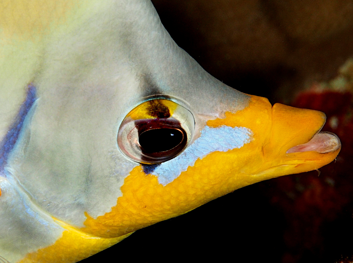 Saddled Butterflyfish - Chaetodon ephippium