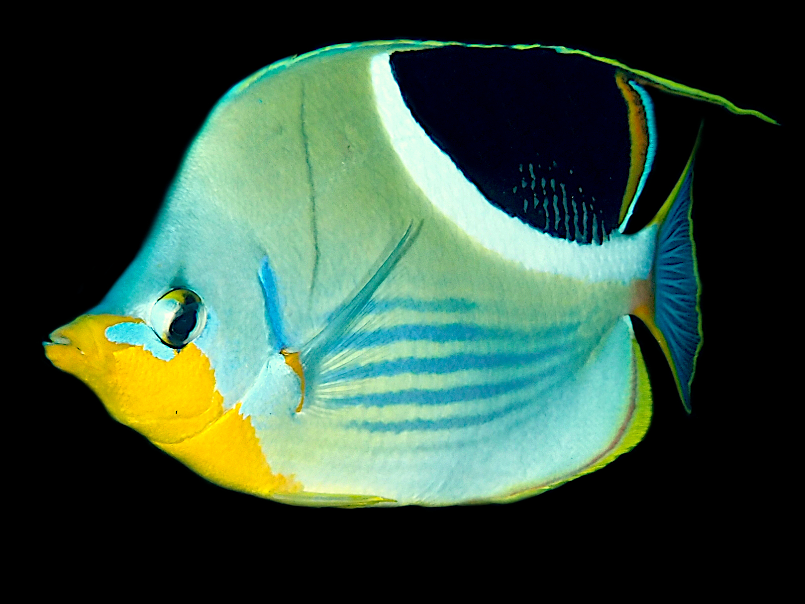 Saddled Butterflyfish - Chaetodon ephippium