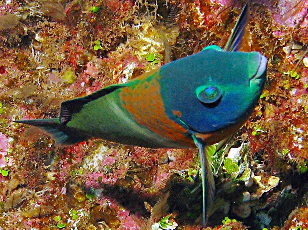 Saddle Wrasse - Thalassoma duperrey