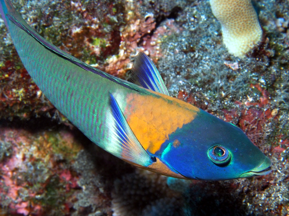 Saddle Wrasse - Thalassoma duperrey