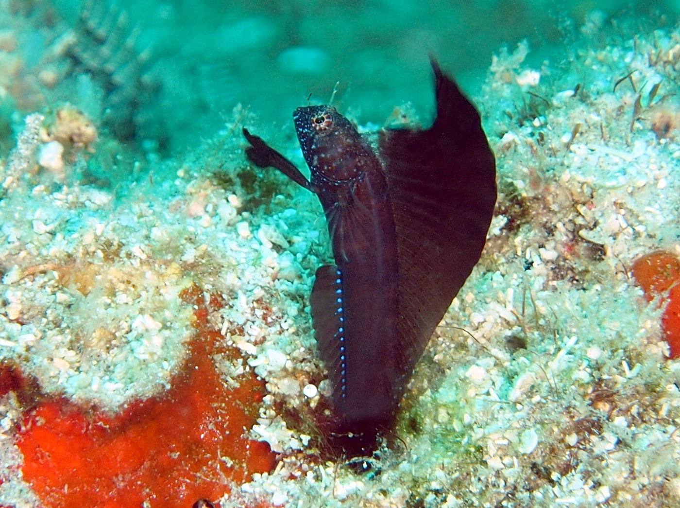 Sailfin Blenny - Emblemaria pandionis