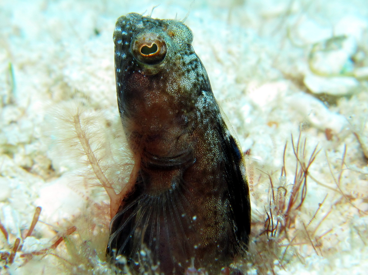 Sailfin Blenny - Emblemaria pandionis