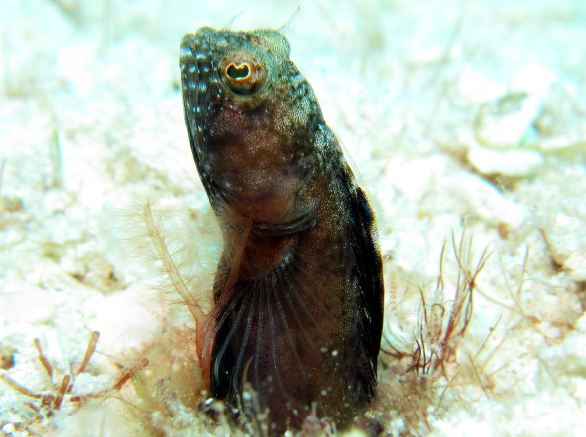 Sailfin Blenny - Emblemaria pandionis