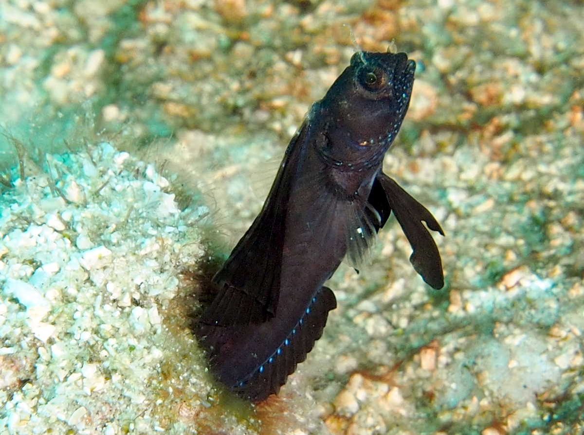 Sailfin Blenny - Emblemaria pandionis