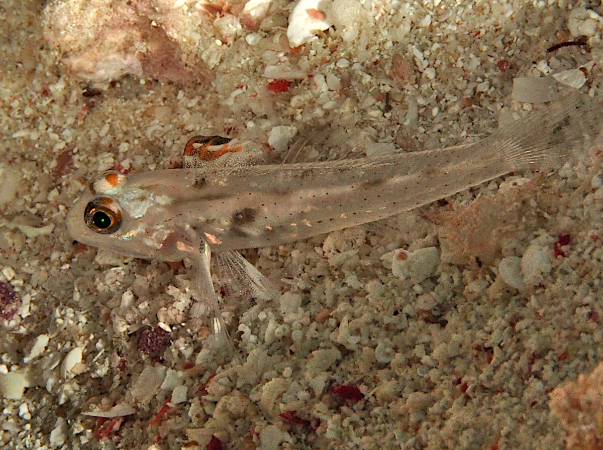 Signalfin Sandgoby - Fusigobius signipinnis