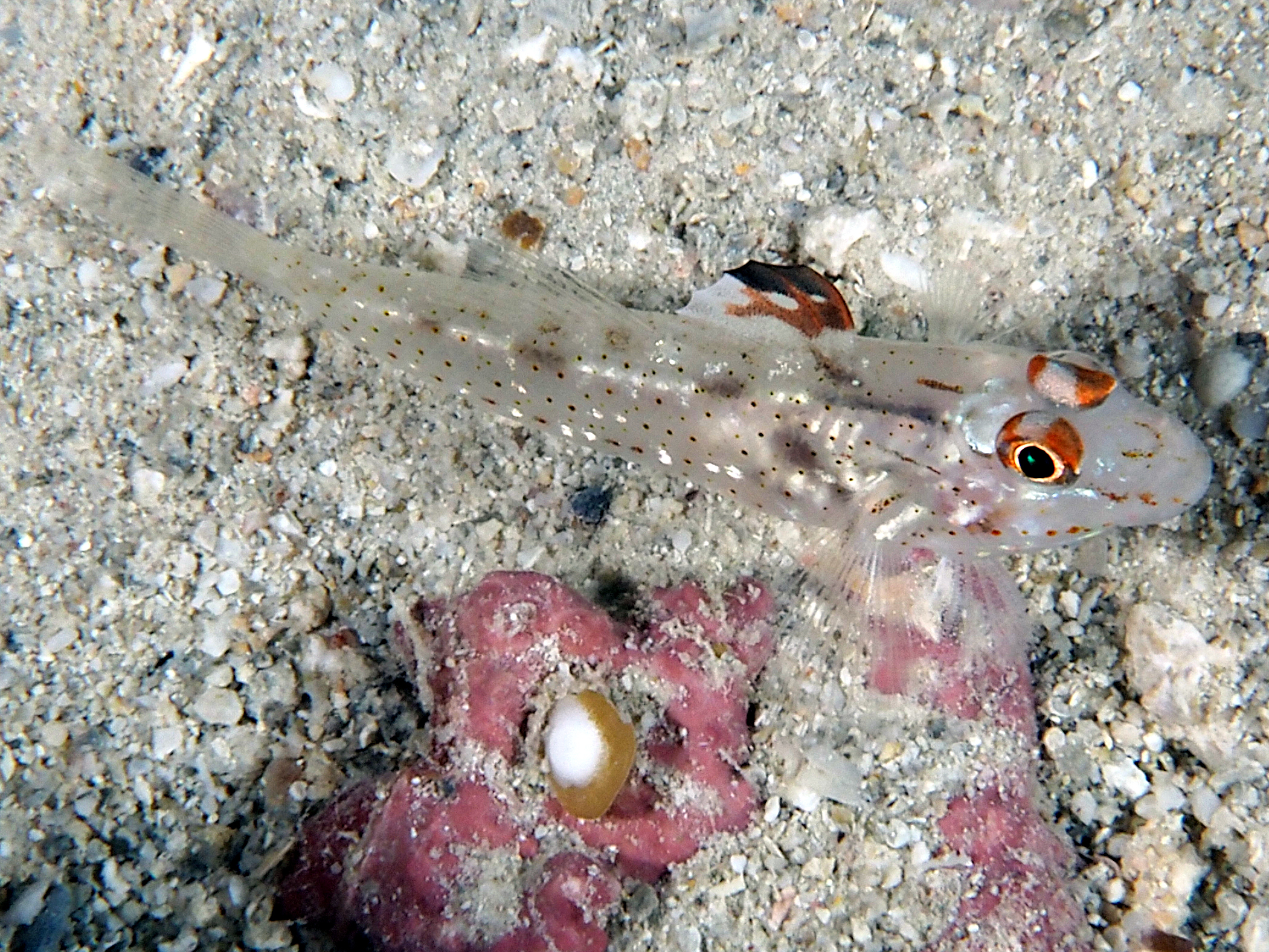 Signalfin Sandgoby - Fusigobius signipinnis