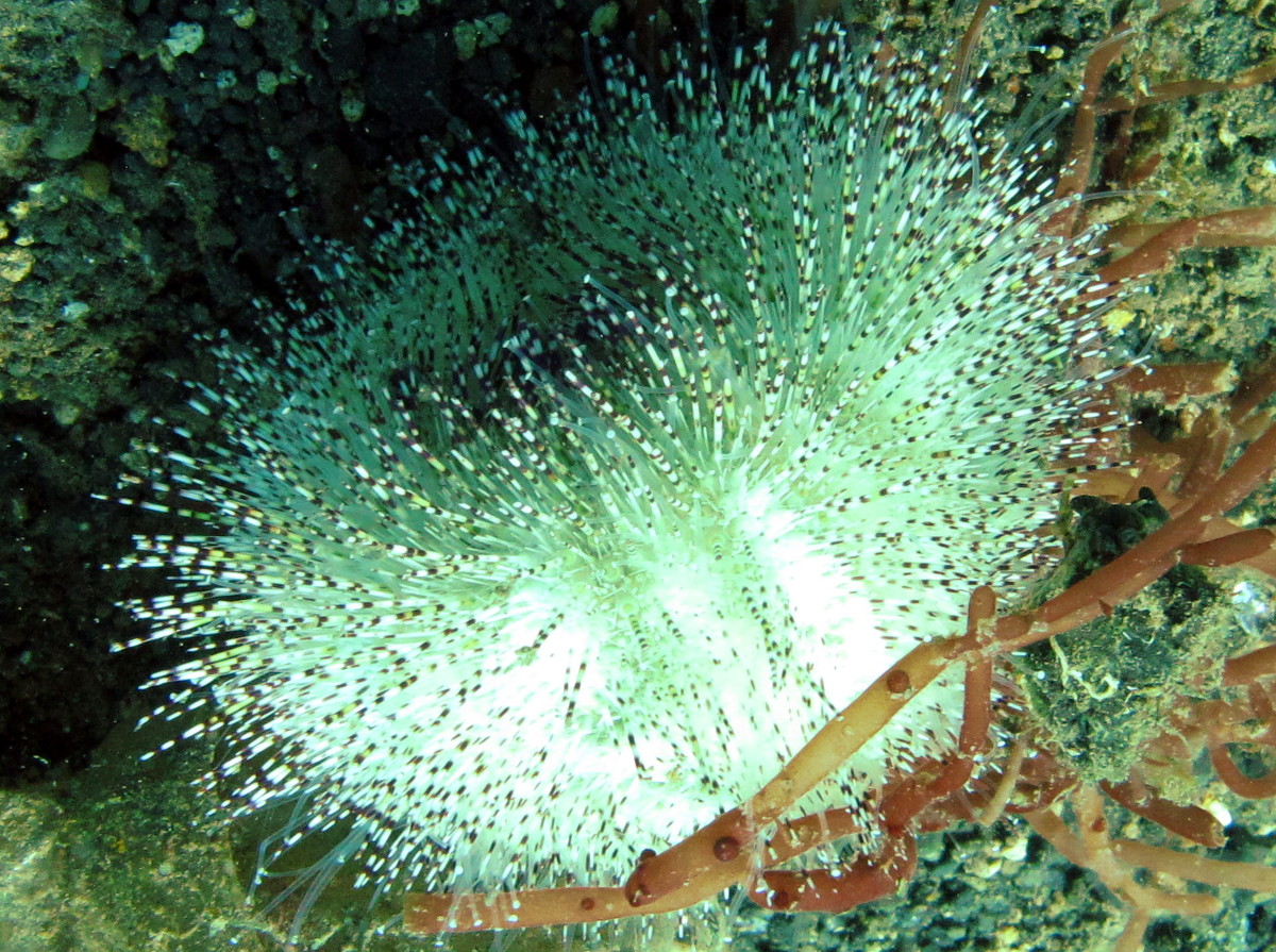 Bell's Sea Urchin - Salmacis belli - Lembeh Strait, Indonesia