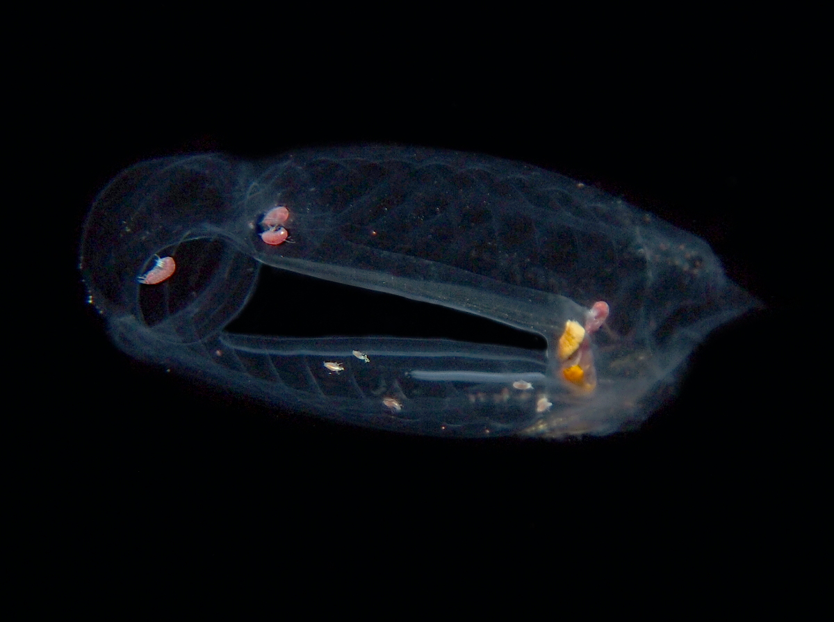 Salpa maxima - Salpa maxima - Big Island, Hawaii