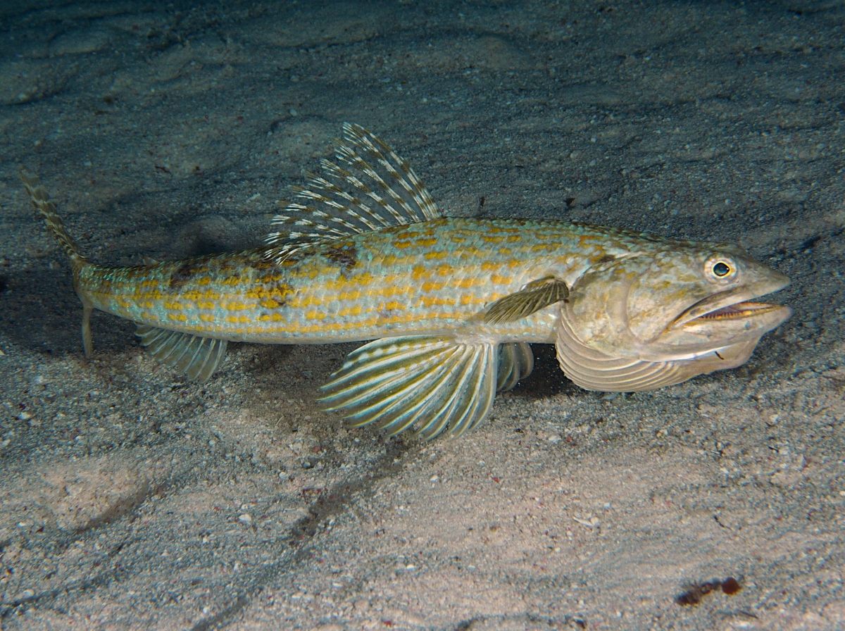 Sand Diver - Synodus intermedius