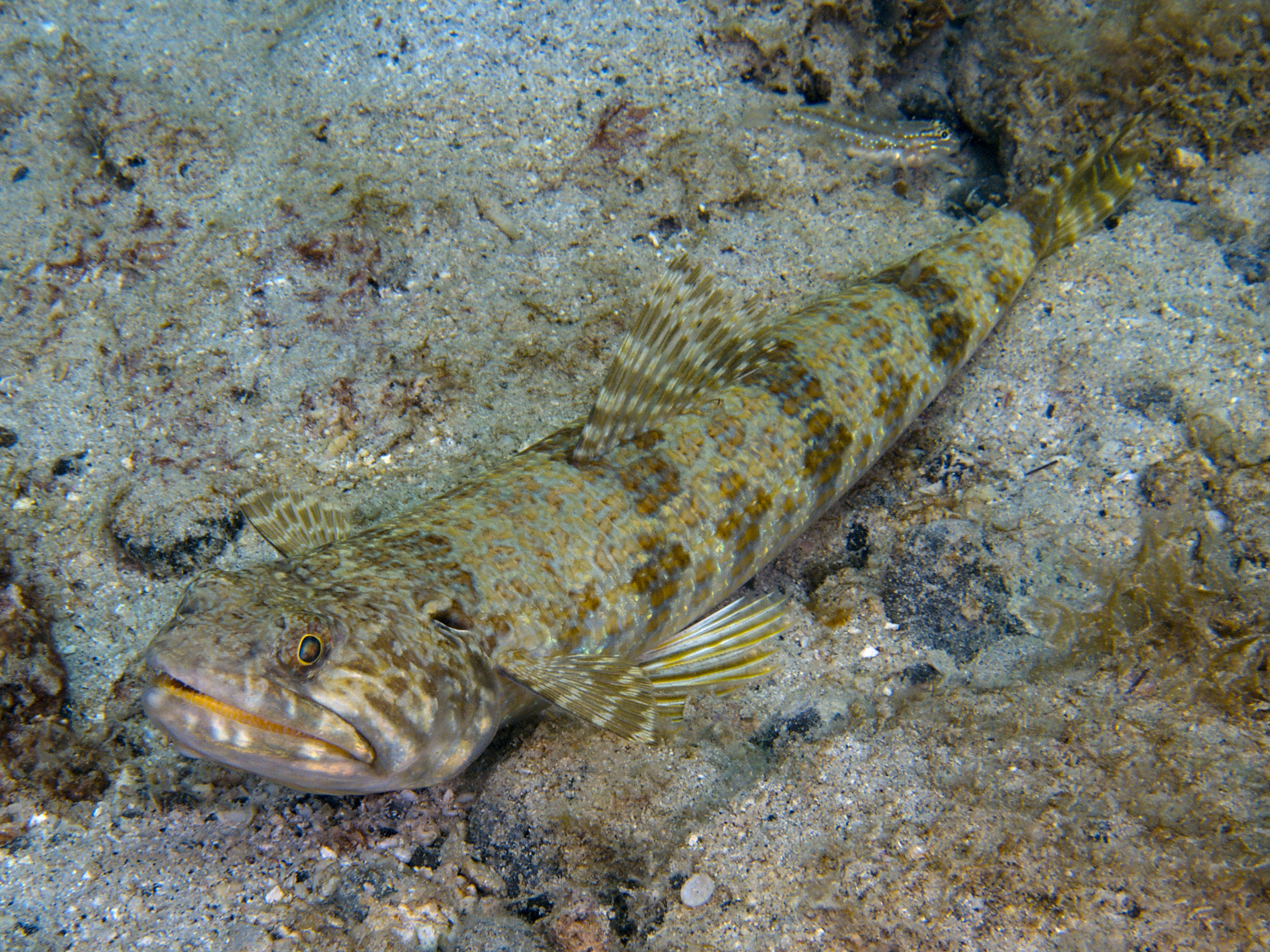 Sand Diver - Synodus intermedius