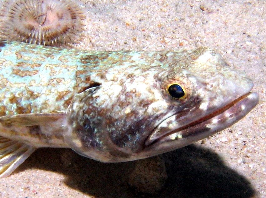 Sand Diver - Synodus intermedius