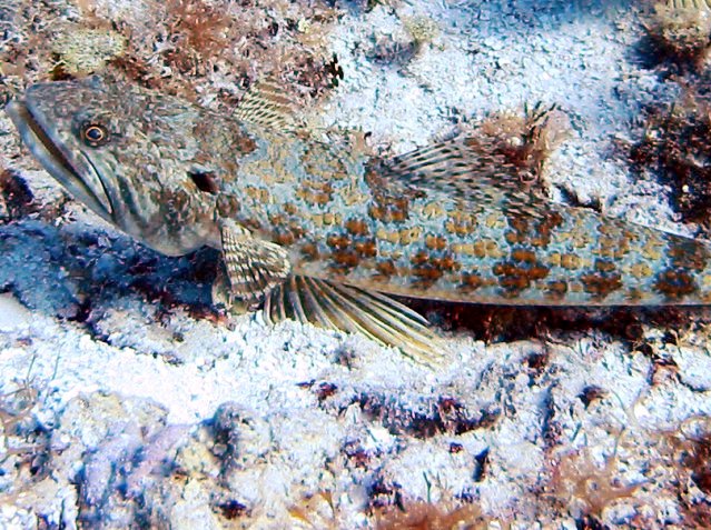 Sand Diver - Synodus intermedius