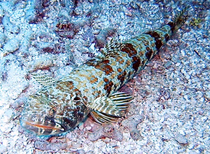 Sand Diver - Synodus intermedius