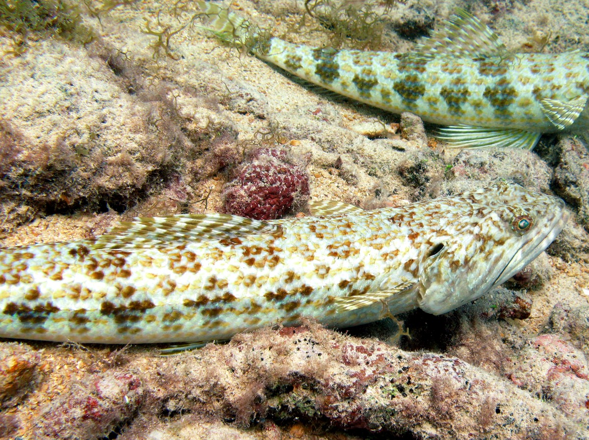 Sand Diver - Synodus intermedius