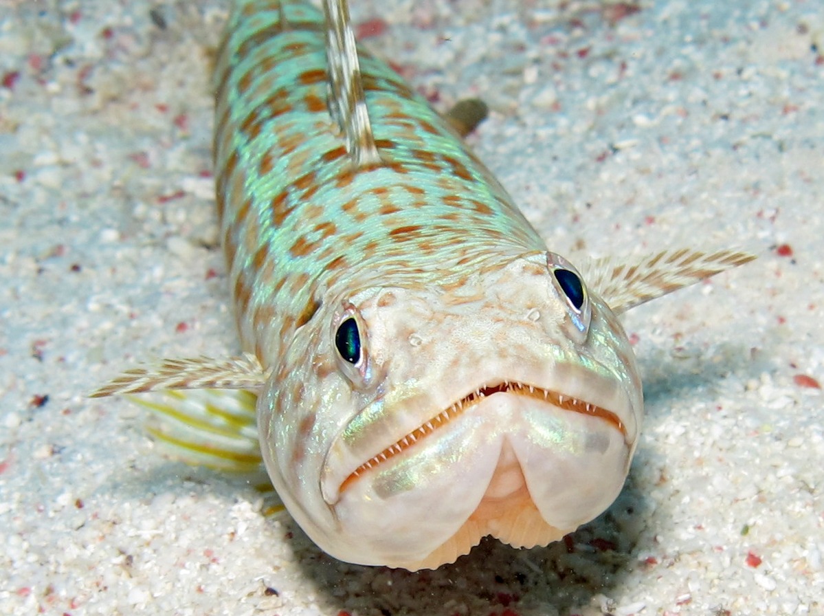 Sand Diver - Synodus intermedius