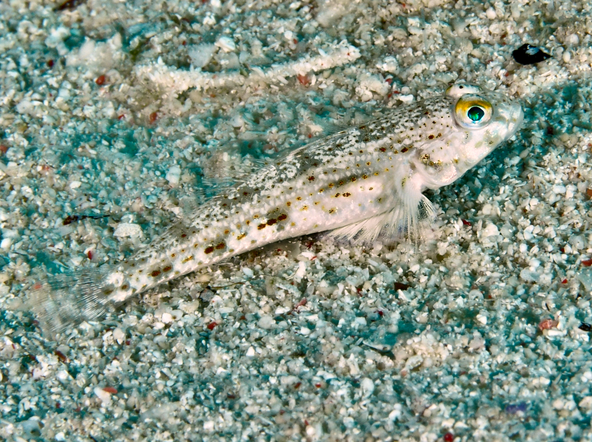 Isthmus Goby - Arcygobius baliurus - Wakatobi, Indonesia