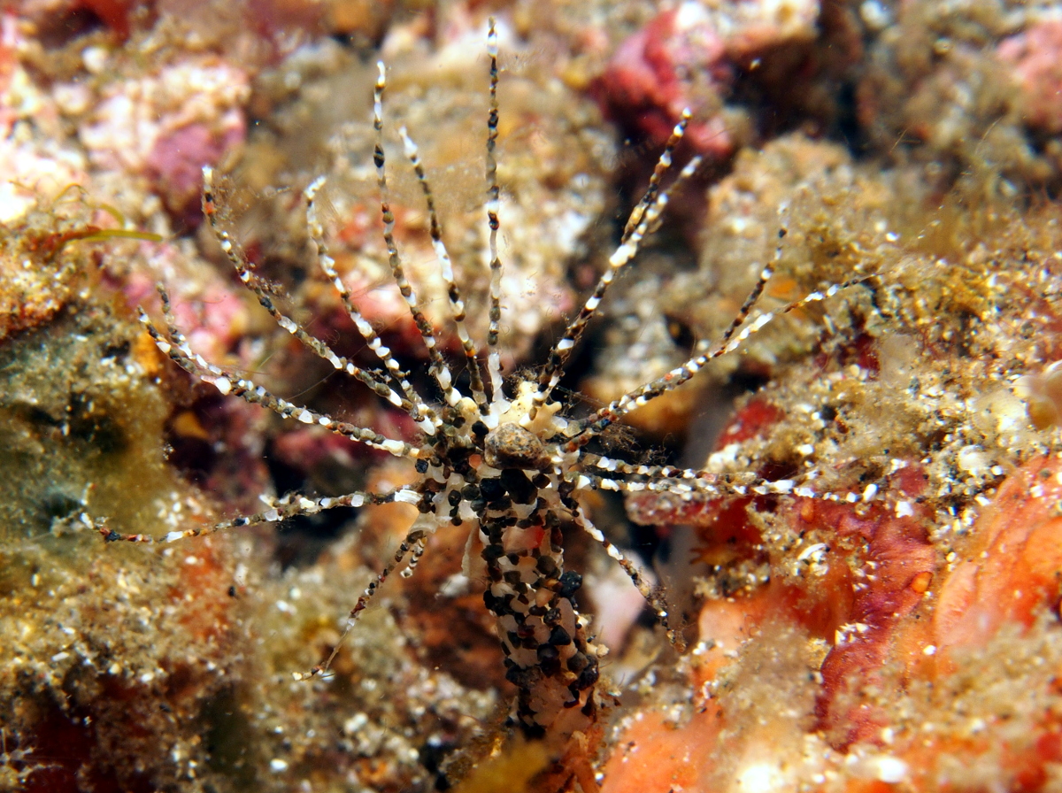 Sand Mason Worm - Lanice conchilega - Lembeh Strait, Indonesia