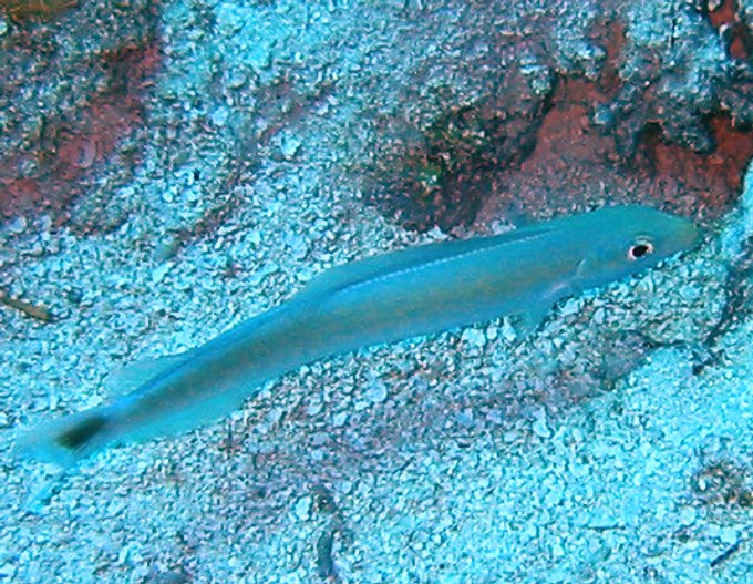 Sand Tilefish - Malacanthus plumieri