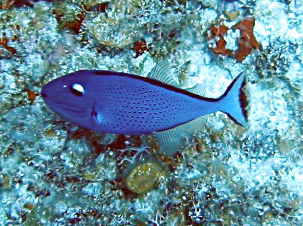 Sargassum Triggerfish - Xanthichthys ringens