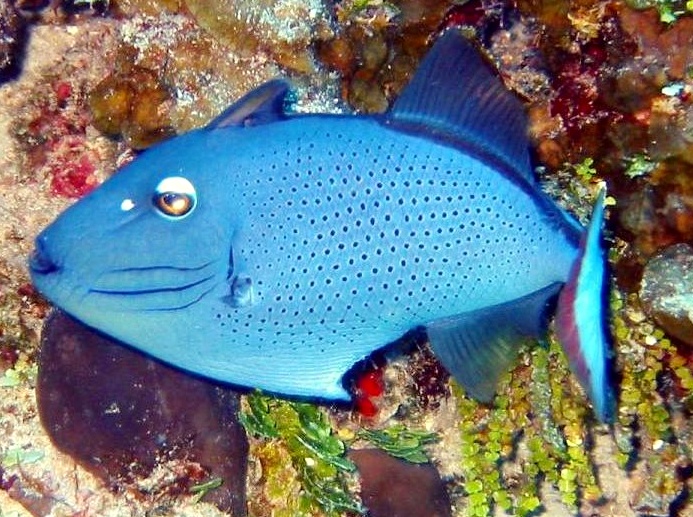 Sargassum Triggerfish - Xanthichthys ringens