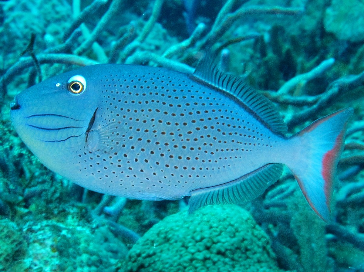 Sargassum Triggerfish - Xanthichthys ringens