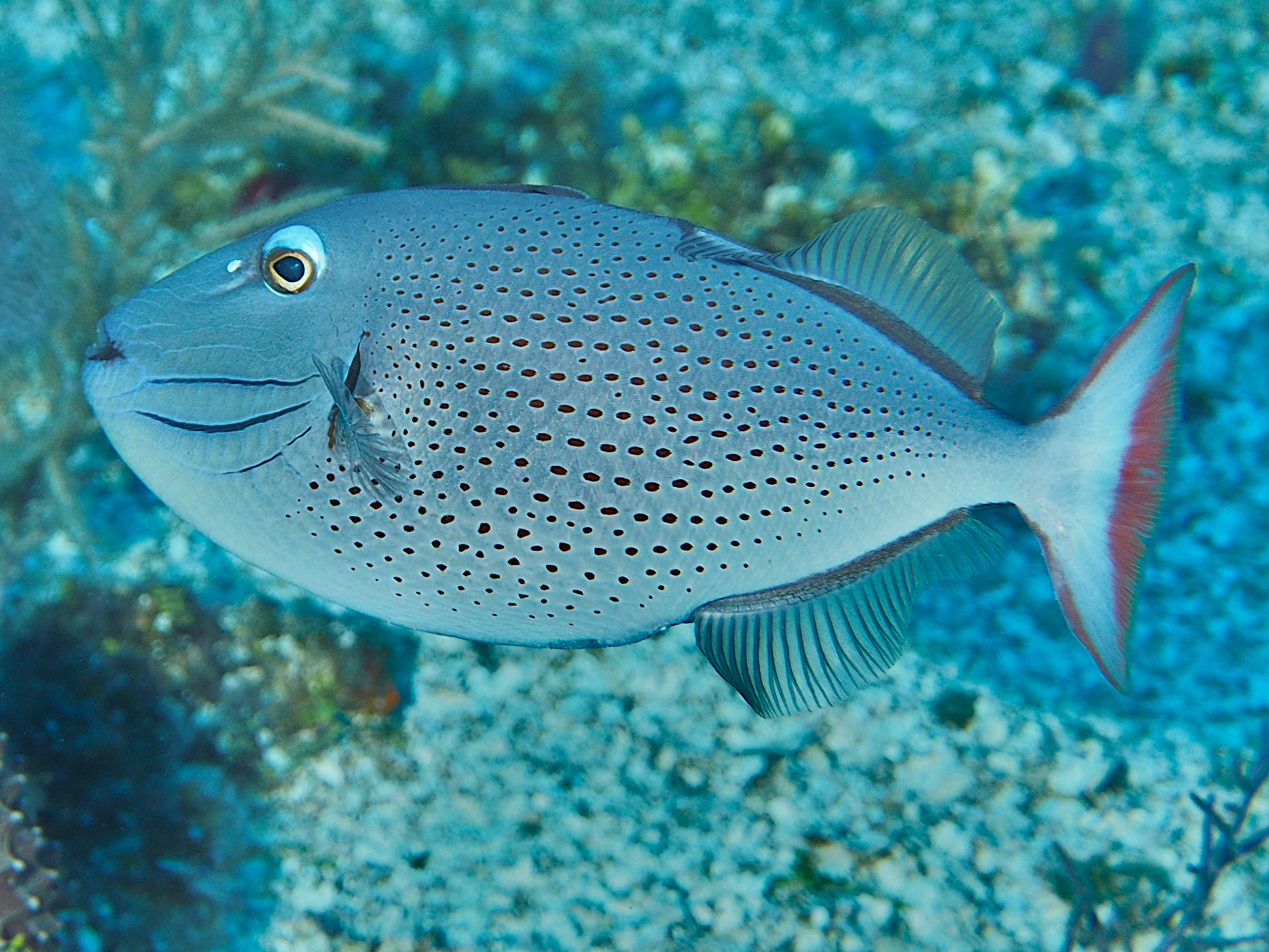 Sargassum Triggerfish - Xanthichthys ringens