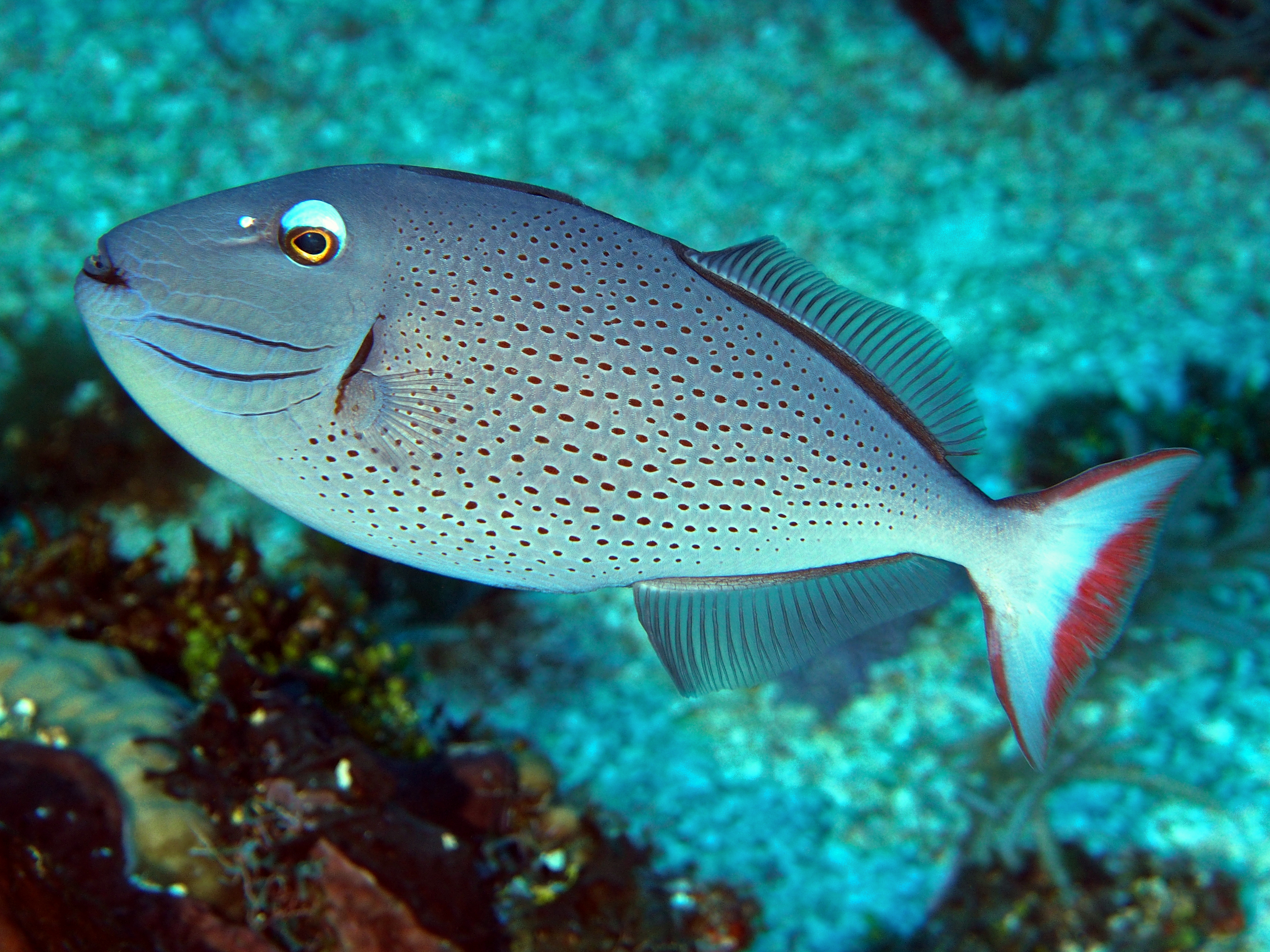 Sargassum Triggerfish - Xanthichthys ringens