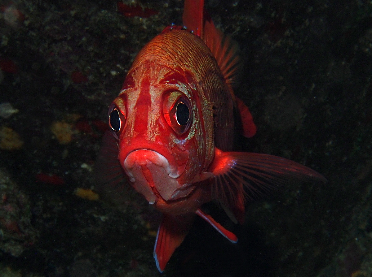 Blue Lined Squirrelfish - Sargocentron tiere