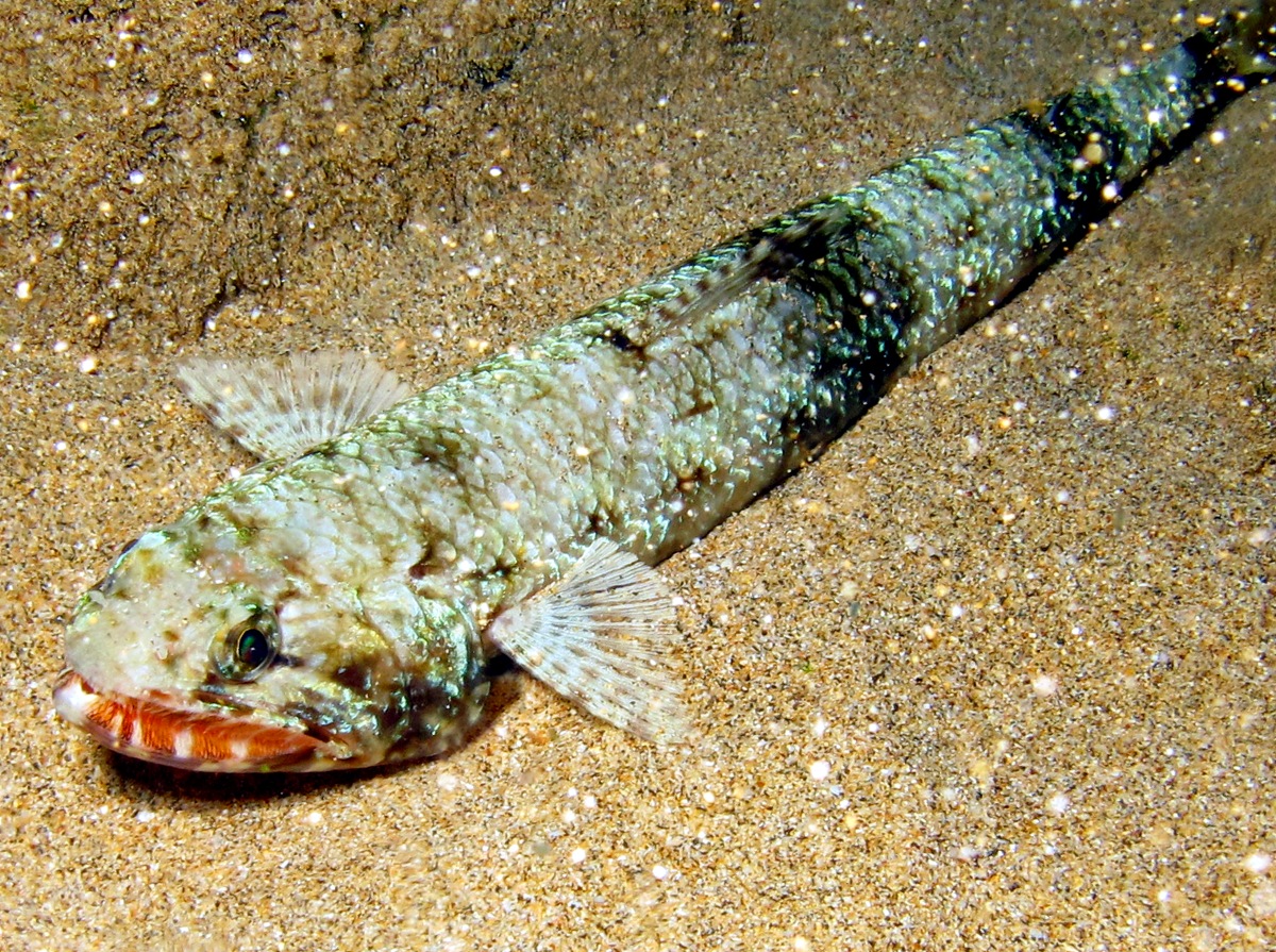 Orangemouth Lizardfish - Saurida flamma - Maui, Hawaii