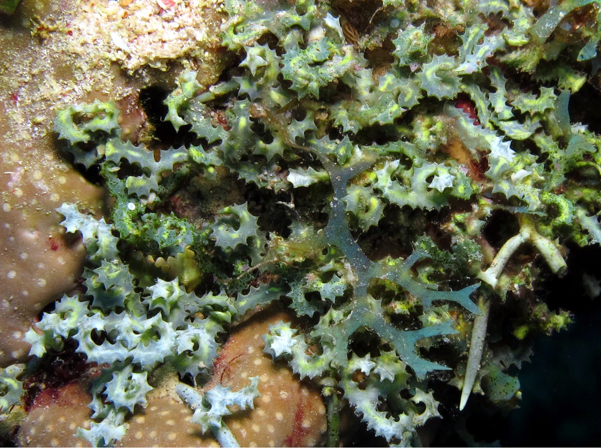 Saw-Blade Alga - Caulerpa serrulata - Bonaire