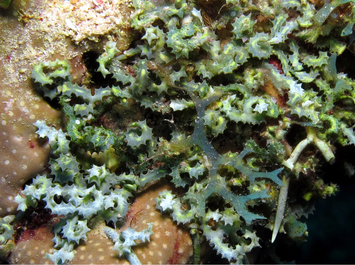 Saw-Blade Alga - Caulerpa serrulata - Bonaire