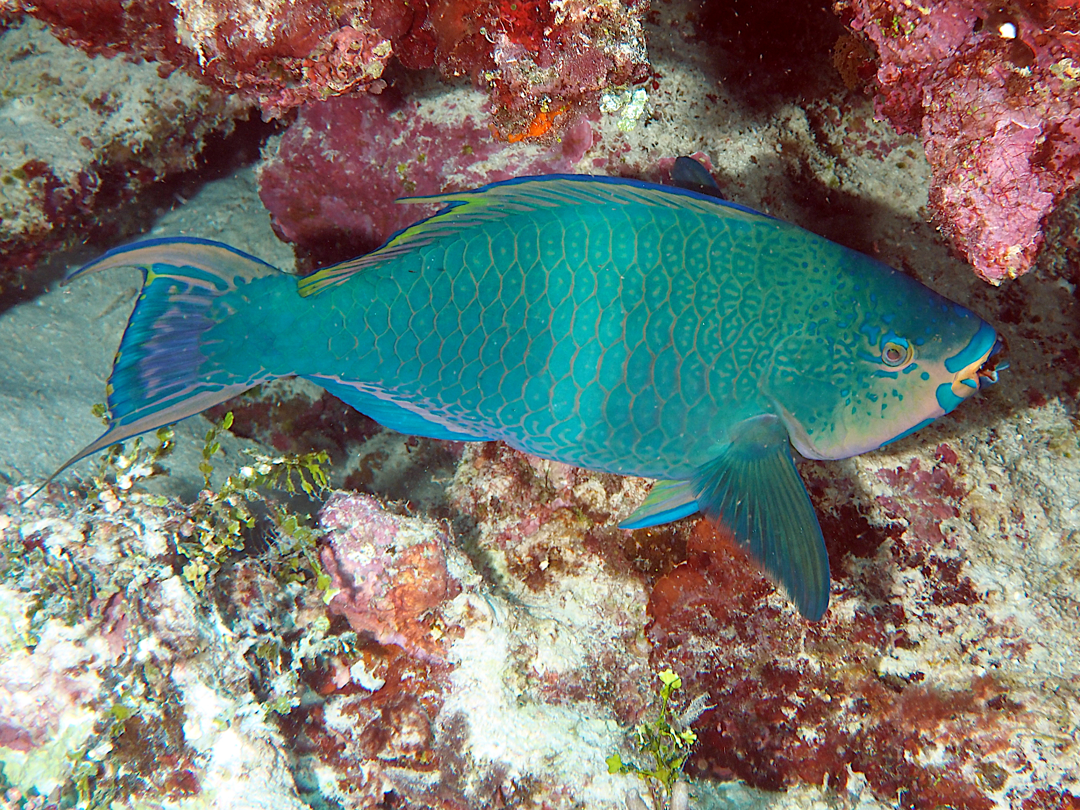 Filament-Fin Parrotfish - Scarus altipinnis