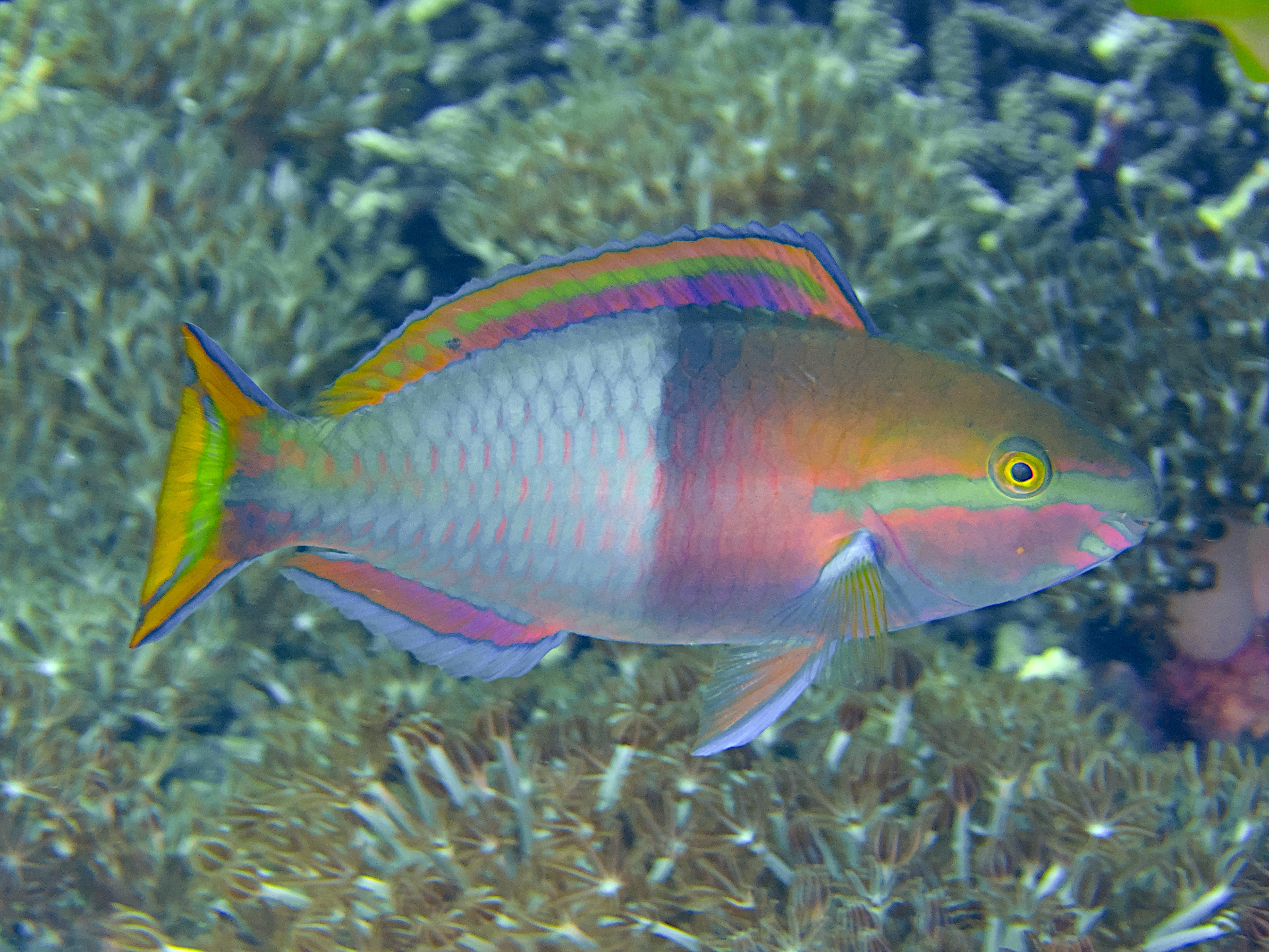 Yellowfin Parrotfish - Scarus flavipectoralis