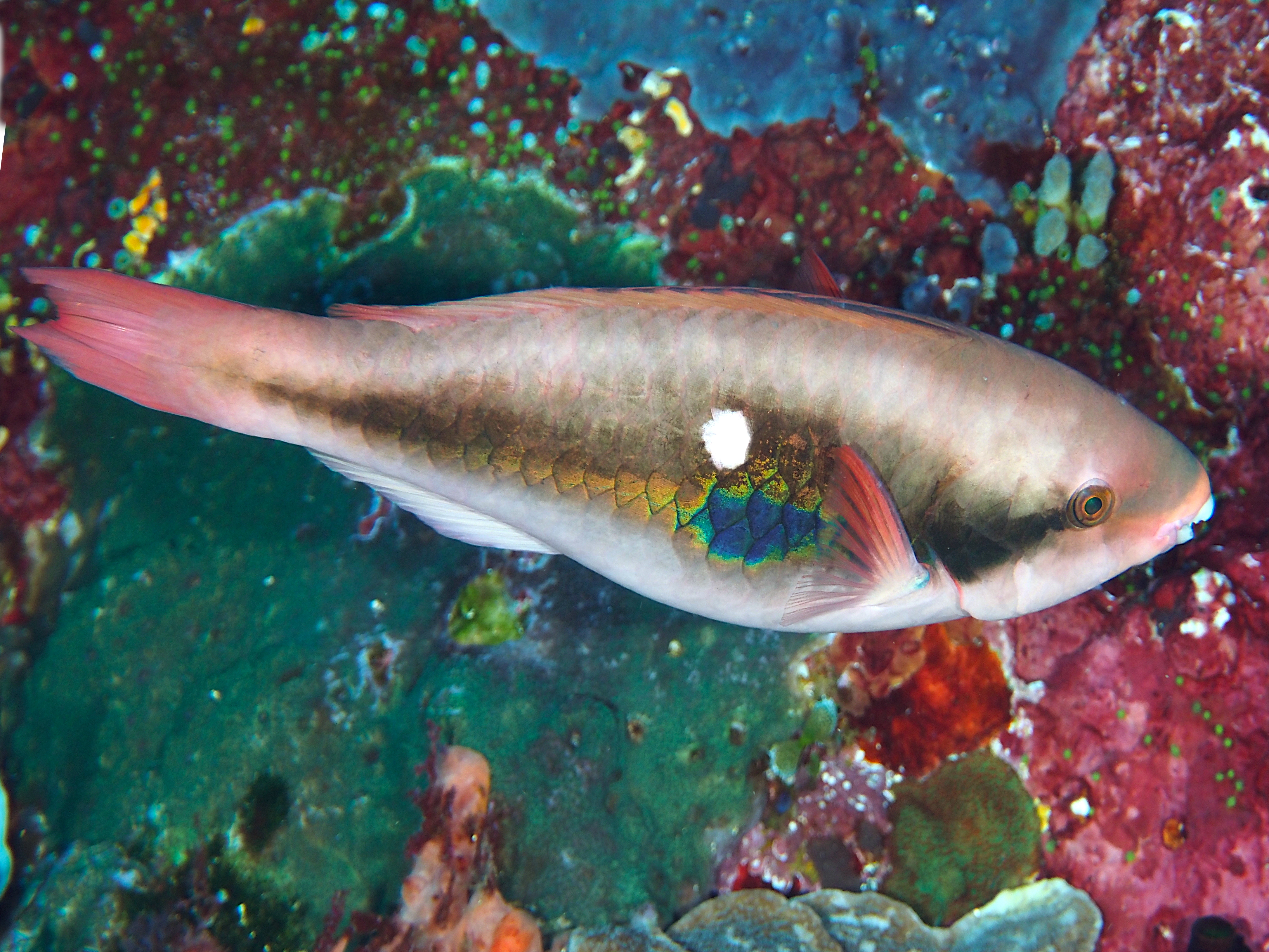 Bluepatch Parrotfish - Scarus forsteni