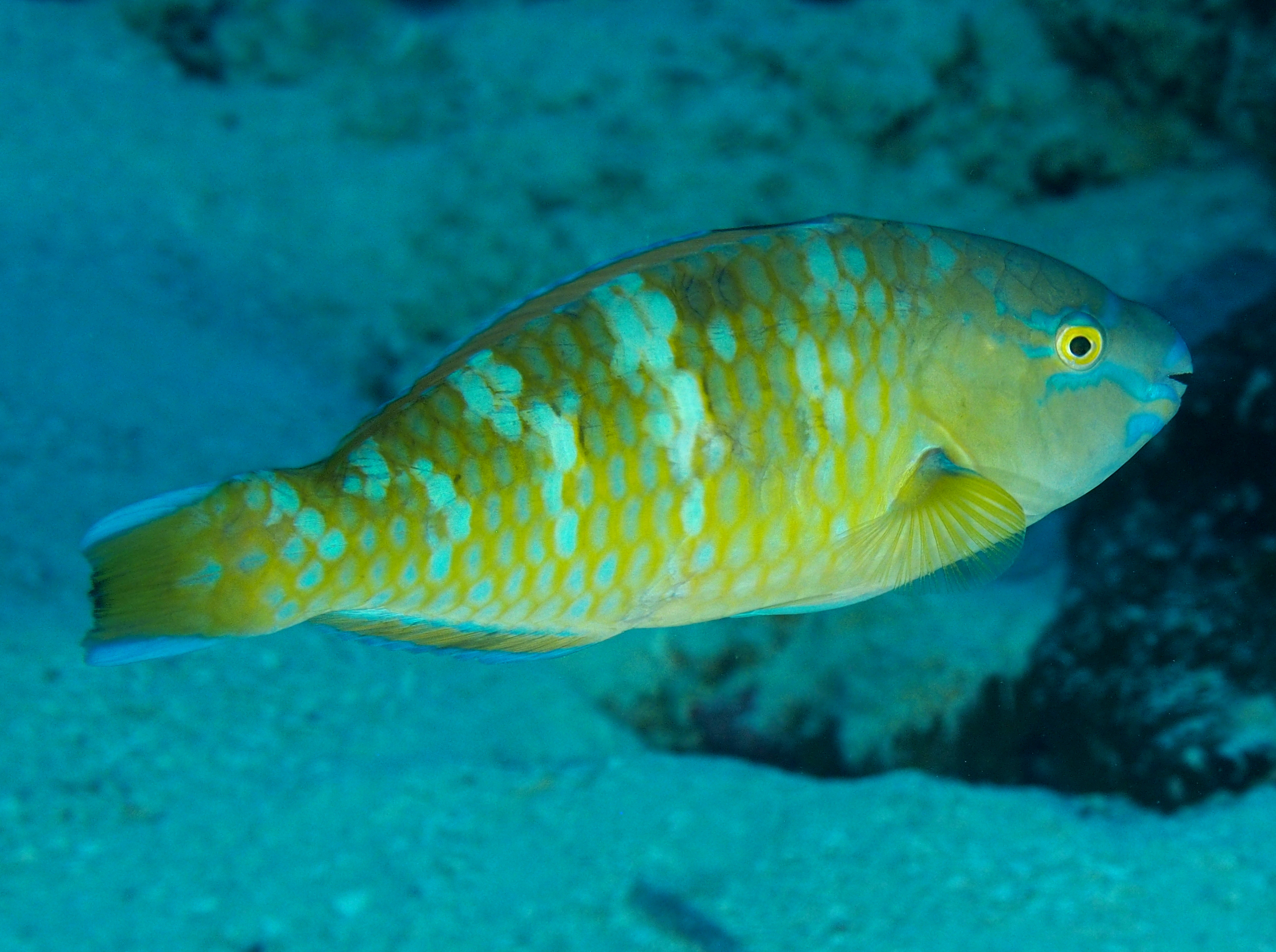 Blue-Barred Parrotfish - Scarus ghobban