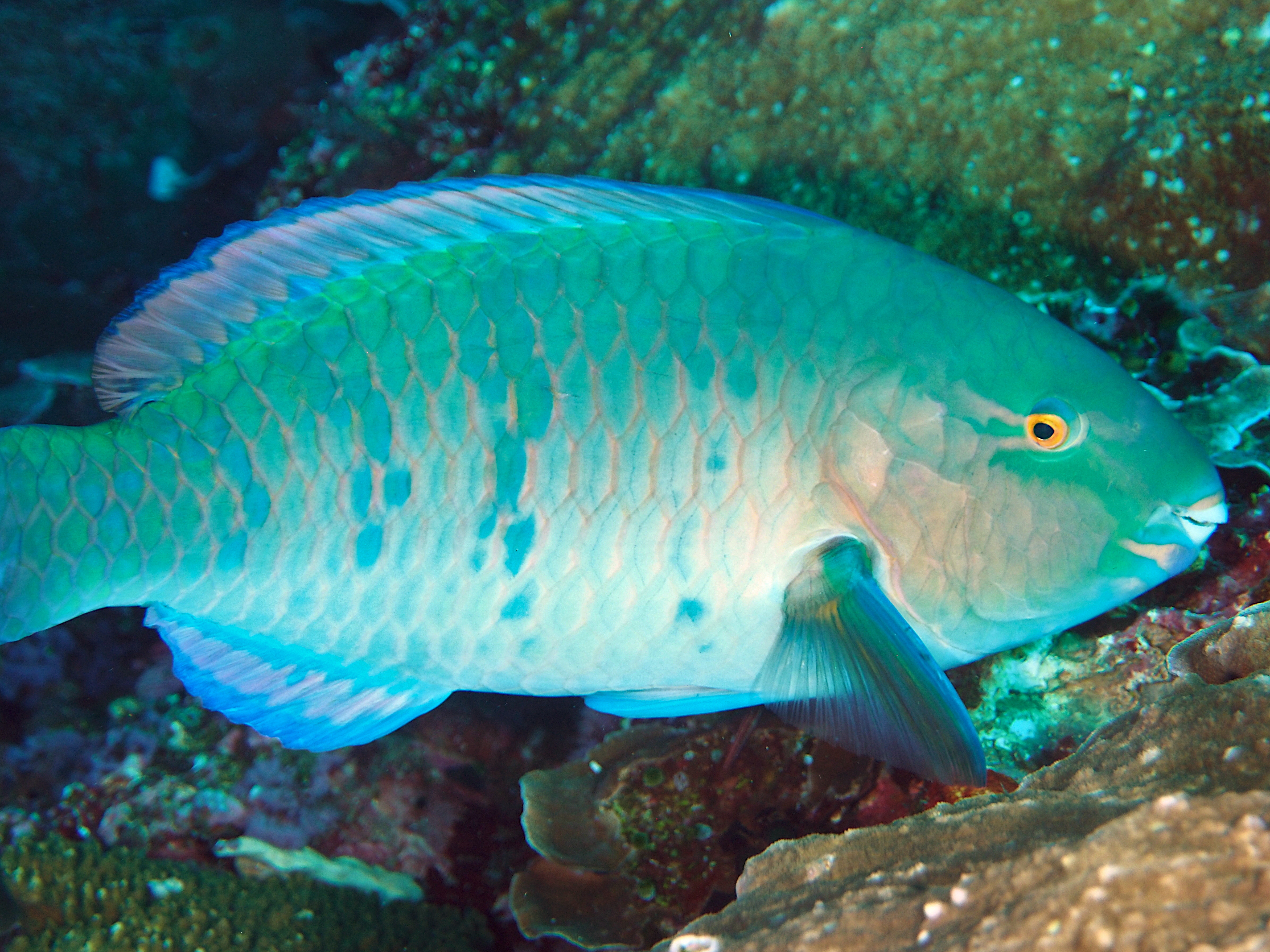 Blue-Barred Parrotfish - Scarus ghobban
