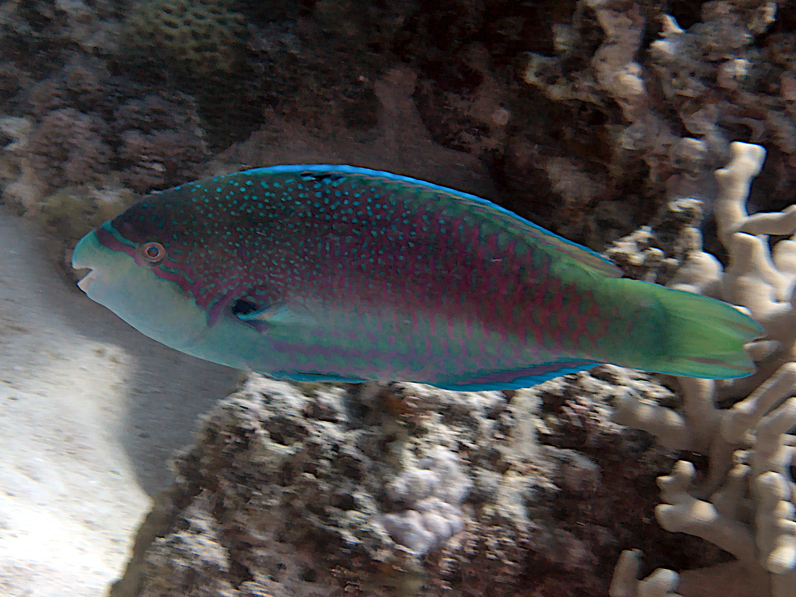 Violetline Parrotfish - Scarus globiceps - Great Barrier Reef, Australia