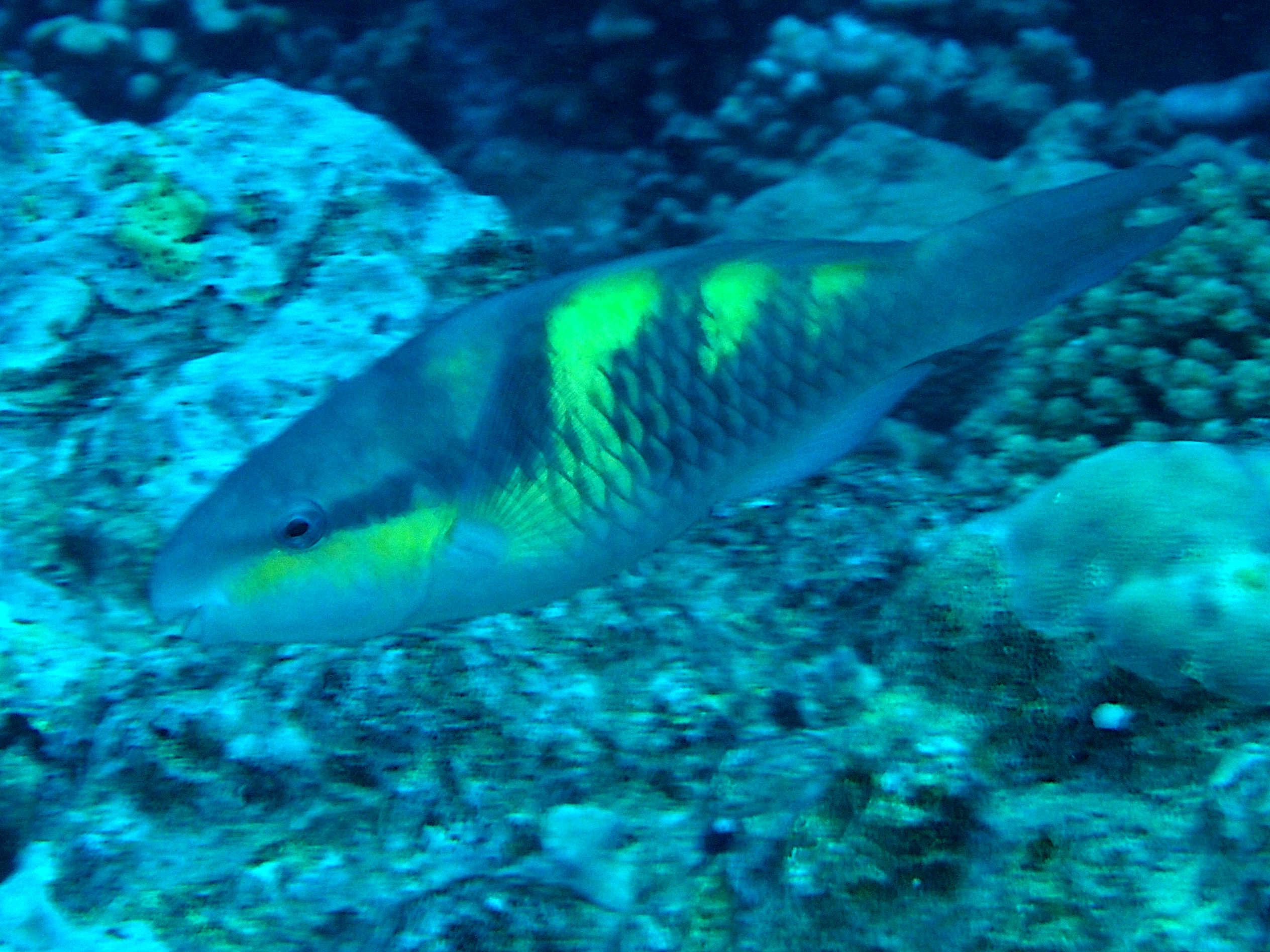 Darkcapped Parrotfish - Scarus oviceps - Moorea, French Polynesia